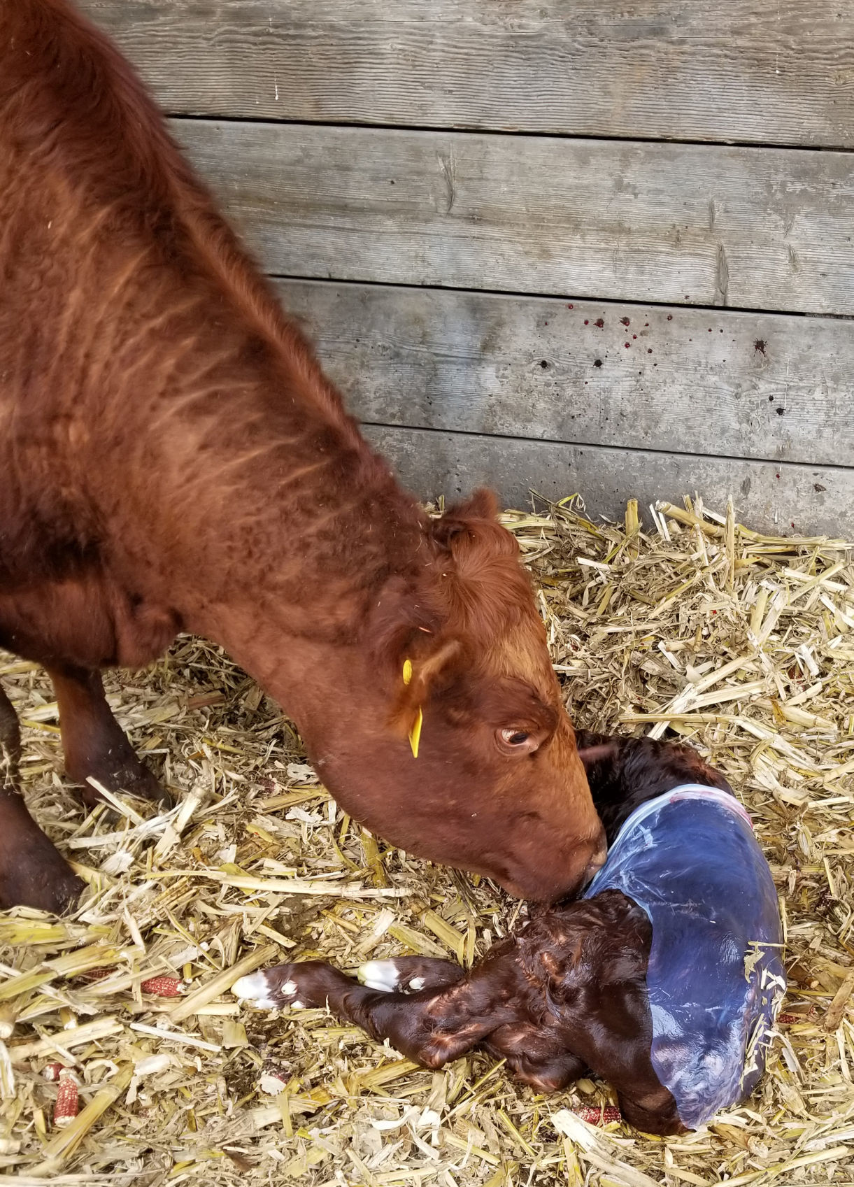 New calf